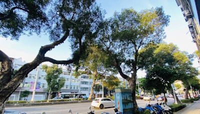 台北市修法保護行道樹破壞最重罰5萬 今年9月公告實施