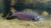 ...River Salmon Sport Fisheries in California Closed for Second Consecutive Season... River Basin and Central Valley Rivers