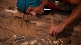 Diez cocodrilos momificados surgen de una tumba egipcia