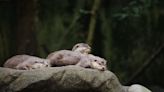 Newborn Otters' Cute Little Noises Are Enough to Make Anyone Obsessed