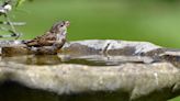 11 Best Bird Baths That Will Bring All the Birds to Your Yard