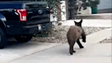 Parks and Wildlife catch loose bear east side of Springs