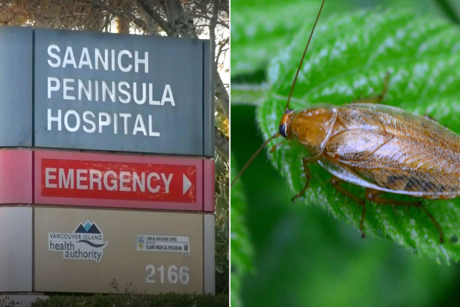 Cockroaches Found at British Columbia Island Hospital but 'These Bugs Do Not Bite,' Health Authority Says