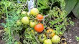 Scientists discovered a game-changing tomato that can beat rot and disease — and the impact could be bigger than you think