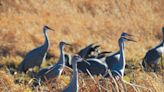 Why are there so many sandhill cranes in Wisconsin right now?