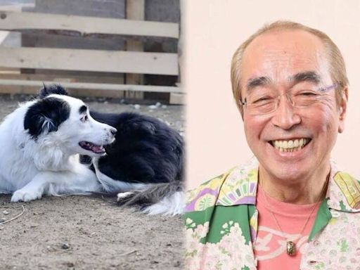 「愛犬側臉超像志村健」 日本飼主PO照吸引近600萬人朝聖