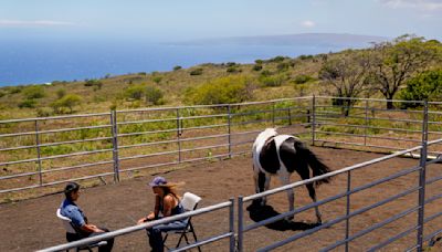 How horses at the Spirit Horse Ranch help Maui wildfire survivors process their grief