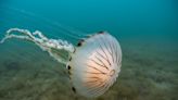 Five jellyfish species you may encounter more often in UK's warming seas