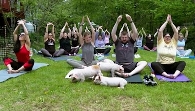 La ternura se apodera del yoga: un trío de lechones, los invitados especiales de una clase en Massachusetts