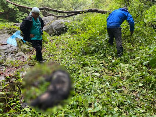 台灣黑熊遭槍擊死亡 玉管處：不排除盜獵可能