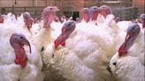 Disaster Proclamation issued for bird flu in Cherokee County