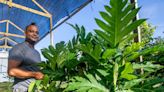 Breadfruit trees were thought to grow only in the Keys but a warming world is changing that