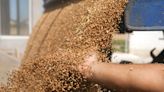 Strategie Grains reduz previsões de safras de canola e girassol da UE Por Reuters