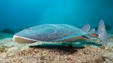 This 'electric' stingray with a 45-volt shock swims in Metro Vancouver waters