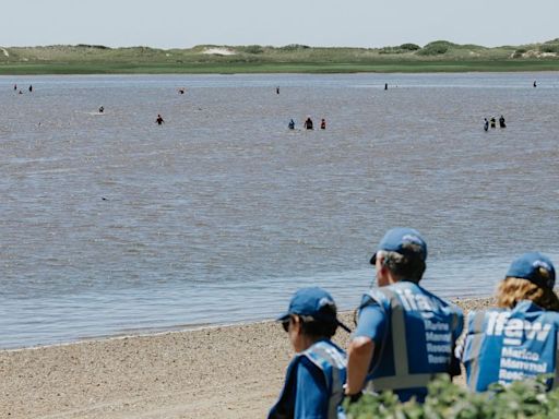 More than 100 Atlantic white-sided dolphins stranded in muddy location off Cape Cod, Massachusetts