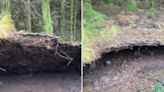 Storm Babet: Dog walker in Stirlingshire captures moment forest floor lifted by strong winds