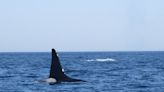 Orca spotted off Cape Cod. Will killer whales attack local white sharks? ‘Time will tell’