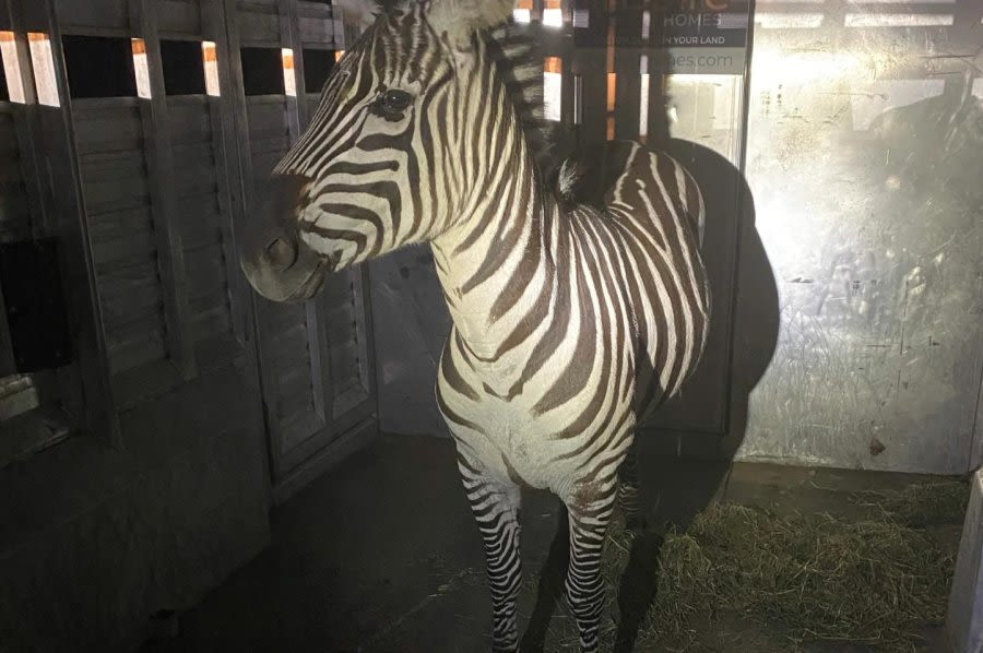 Watch: Zebra caught after nearly a week on the loose in Washington