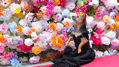 Pet Gala at New York's American Kennel Club Museum of the Dog