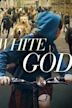 White God - Sinfonia per Hagen