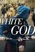 White God