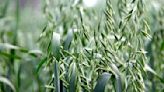 Manitoba Crop Report: Early crops ready for harvest - AGCanada