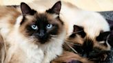 32 fun facts about ragdoll cats