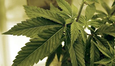 Hot Springs medical marijuana dispensary license revoked due to violations