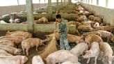 人畜共通傳染？！中國新型重組豬流感 港大：含H9N2亞病毒基因恐傳染人類致病