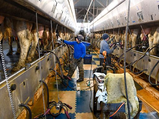 As bird flu spreads on dairy farms, an ‘abysmal’ few workers are tested