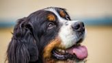 Photos of Bernese Mountain Dog Being a 'Perfect Gentleman' at Parents' Wedding Are So Irresistible