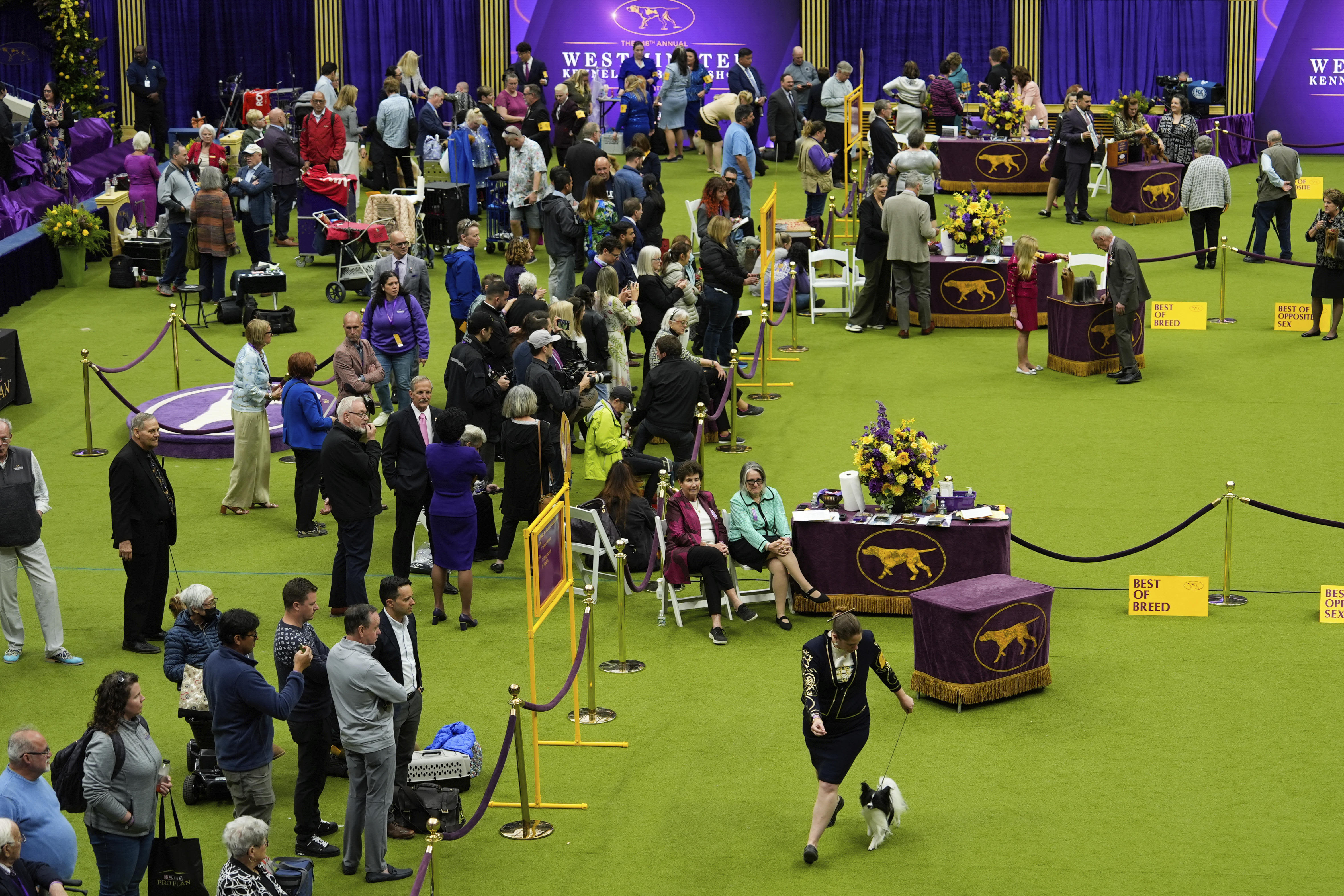Mixed-breed dog wins Westminster's agility competition for first time