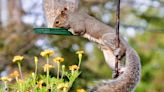 Keep Pesky Squirrels Out of Bird Feeders with These 8 Expert Tips