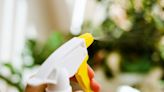 Gardening fans love 'magic' 3-ingredient spray you can make at home will banish insects from houseplants