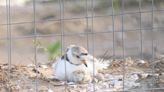 Piping plover chick born at Montrose beach given Ojibwe name