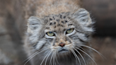 Elusive cat species with grumpy face roamed Mount Everest slopes in secret — until now