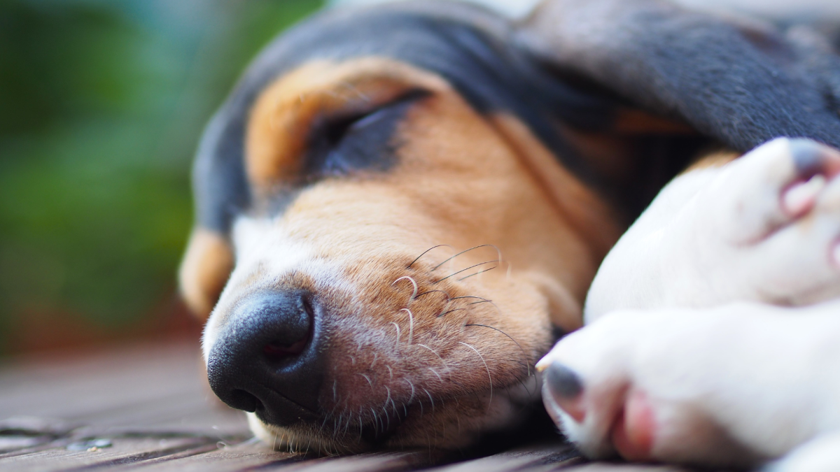 Sleepy Basset Hounds Only Wake Up for One Treat and It's Too Cute