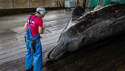 Japan plans to expand whale hunting to largest species yet