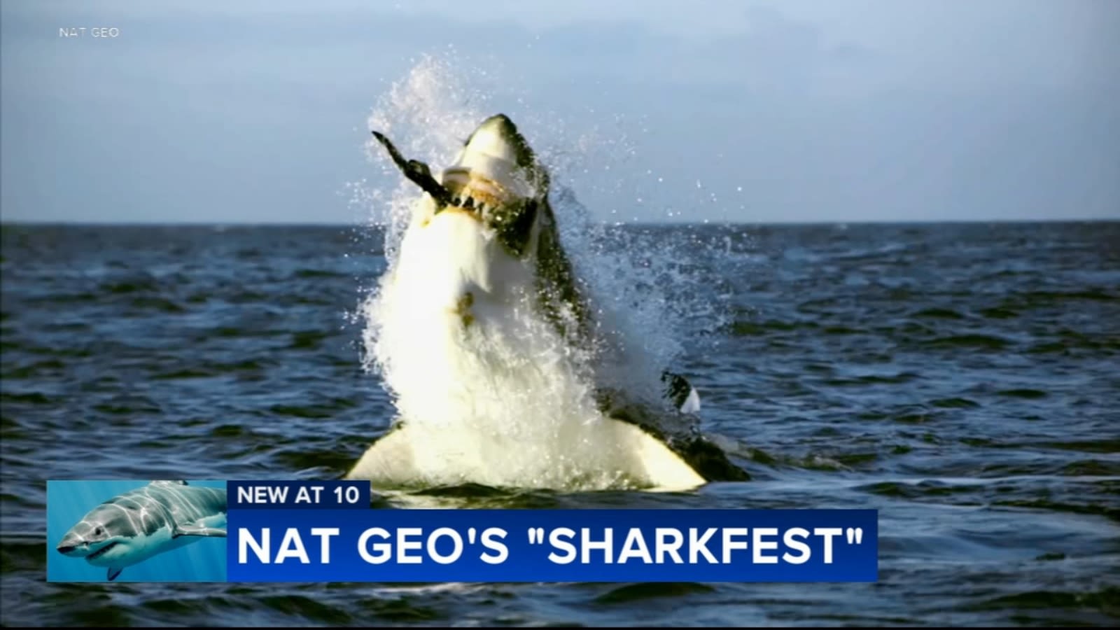 NAtGeo wraps up Sharkfest