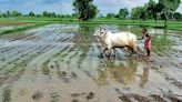 States, UTs allowed to buy rice from Food Corp of India at a cheaper price; Karnataka likely to benefit | Mint