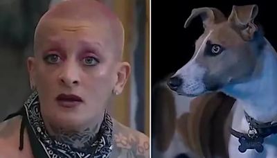 Furia volvió a enojarse con el perro Arturo en Gran Hermano y el video se hizo viral: le pegó un puntinazo