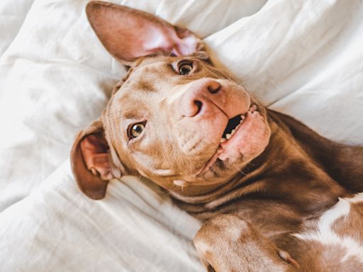 Kind Volunteer Shares Joys of Taking Bunny-Eared Shelter Pittie for a Day of Fun