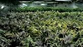 Ho-Chunk Nation decriminalizes cannabis