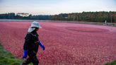 Climate change is threatening your Thanksgiving cranberries