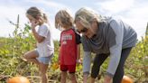 Pumpkin season is in full swing, growers say crop survived wild growing season