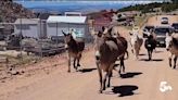 Donkeys in Cripple Creek released for 93rd year