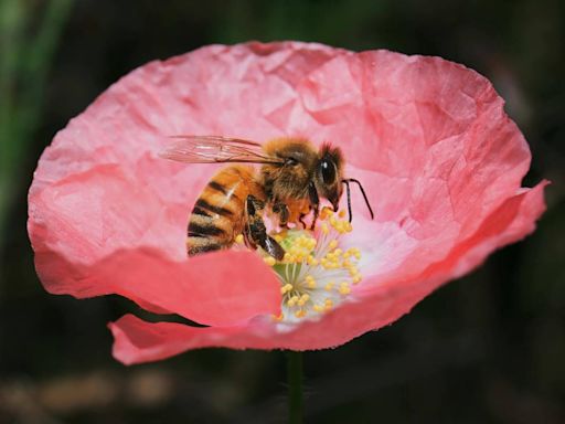 Bees & fear: the truth about these pheromone-sniffing critters & the emotions they read