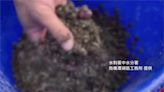 外來種入侵！「海蟾蜍」繁殖力強、耳後噴毒液 志工一晚抓3萬幼體