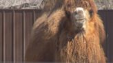 Wild Wednesday: Bactrian Camels