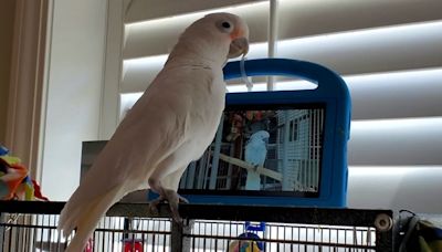 Watch: Pet parrots video call bird friends after learning how to use Facebook Messenger